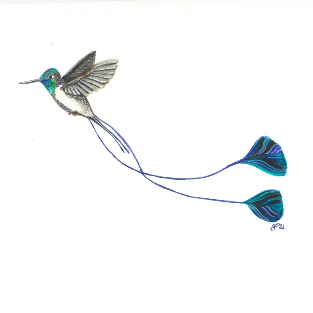 drawing of male Marvelous Spatuletail Hummingbird with two VERY long tail feathers